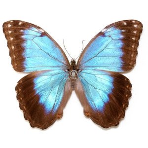Female (+$8.95)